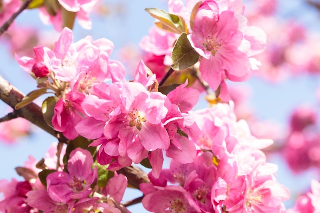 Floraison des branches de pommier