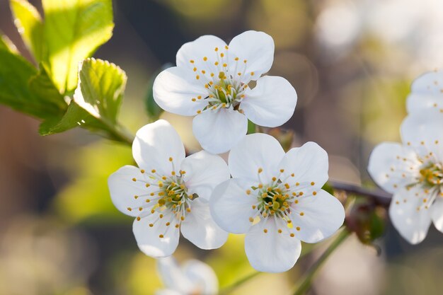 Floraison d'un cerisier de printemps