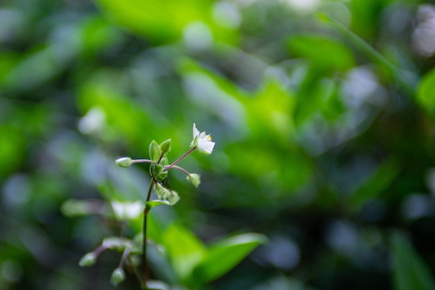 La floraison des cerisiers en fleurs