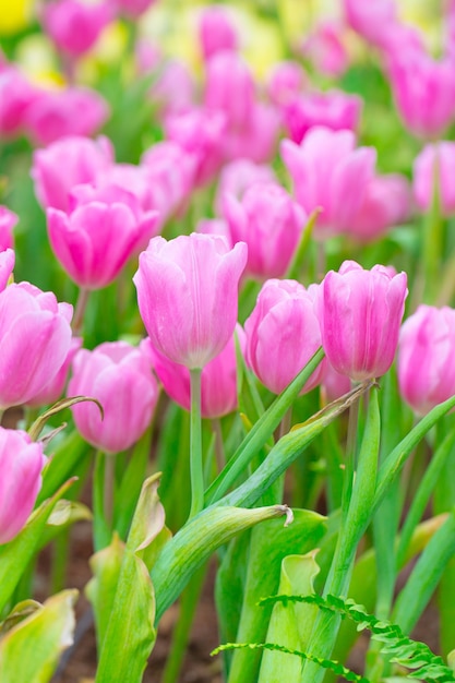 Floraison de champ de tulipes roses Pays-Bas avec aux Pays-Bas.
