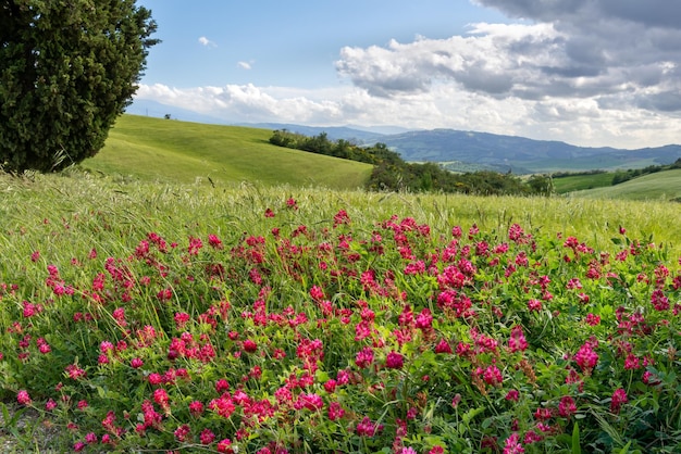 Floraison de chèvrefeuille français en Toscane