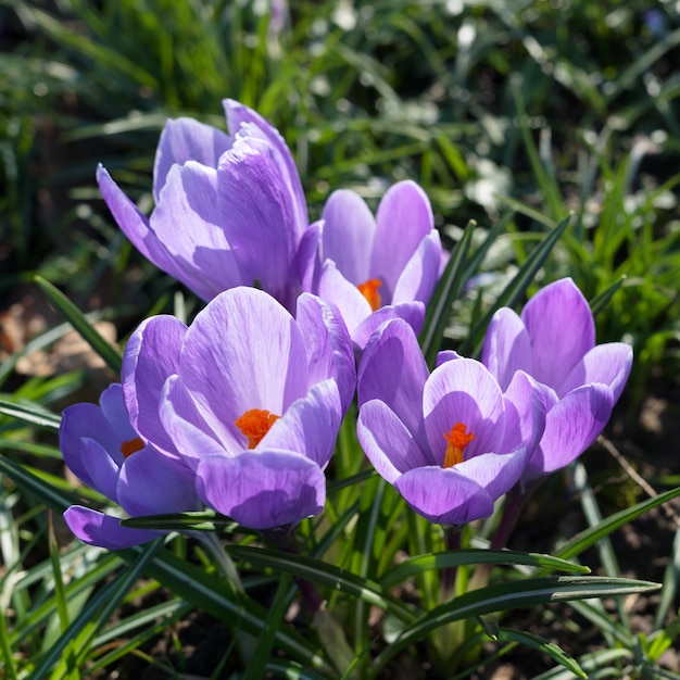 La floraison des crocus violets à East Grinstead au printemps