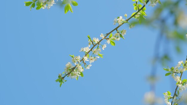 Photo la floraison dans le jardin prunus avium arbre avec de petites fleurs blanches cerise douce de près