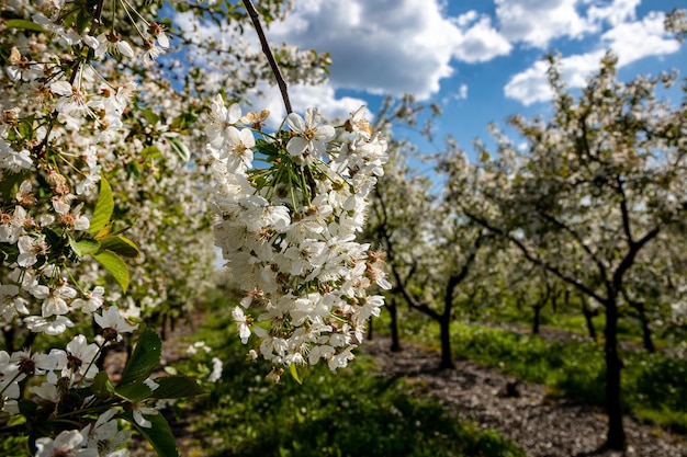 Floraison dans un verger de pommiers un jour de printemps