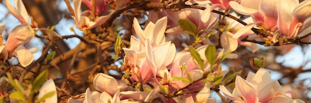 Floraison avec la décoloration des fleurs de cerisier rose pastel en fleurs de magnolia au concept de printemps