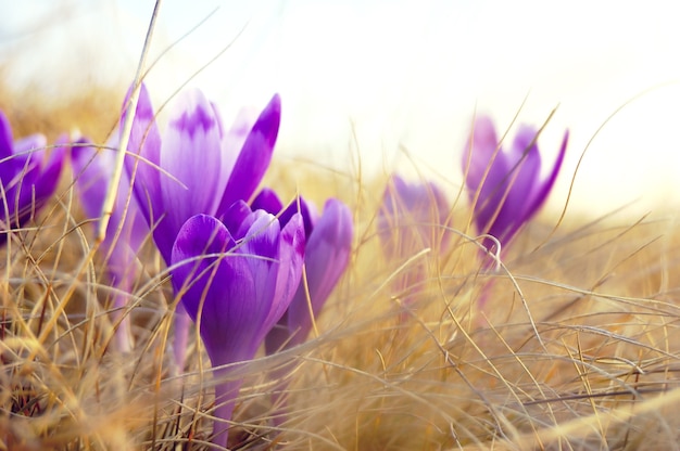 Floraison, dès que la neige tombe.