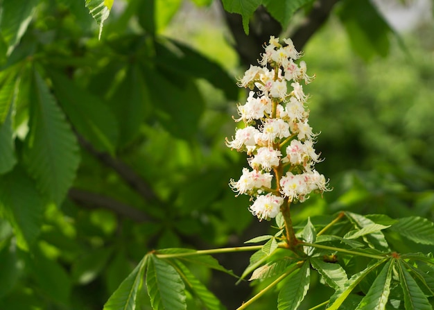 Floraison du marronnier d'Inde au printemps 33