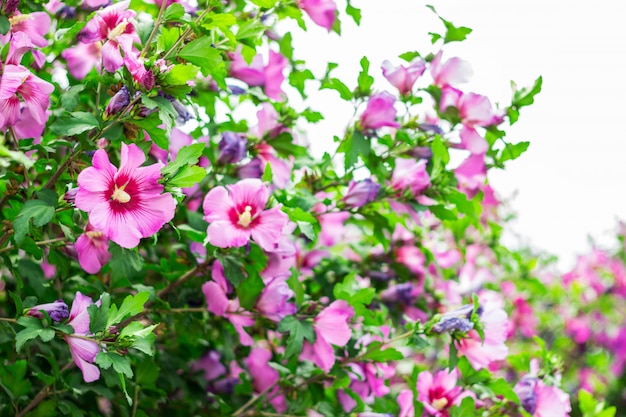 La floraison du pommier. Gros plan de pommes paradis