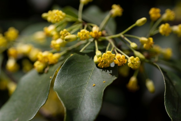 La floraison de la famille Pittosporum tobira Pittosporaceae se produit sous de nombreux noms, y compris le pittosporum japonais de laurier
