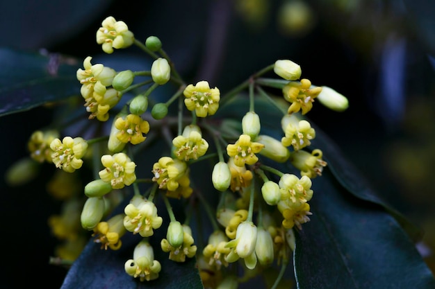 La floraison de la famille Pittosporum tobira Pittosporaceae se produit sous de nombreux noms, y compris le pittosporum japonais de laurier