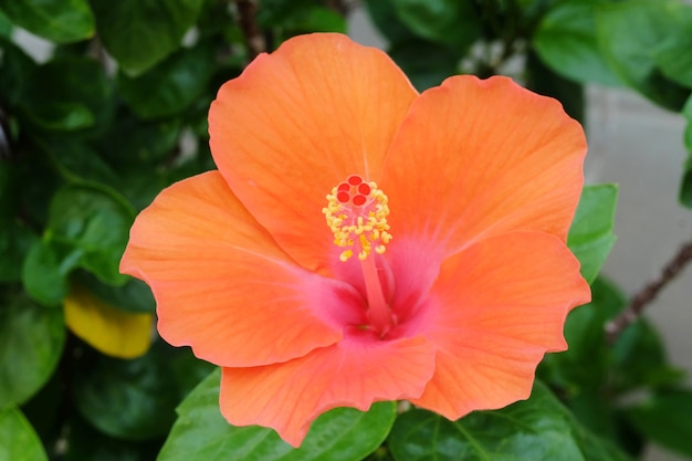 Floraison fleur d&#39;hibiscus orange