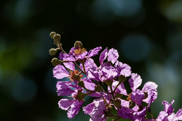 Floraison de fleur pourpre