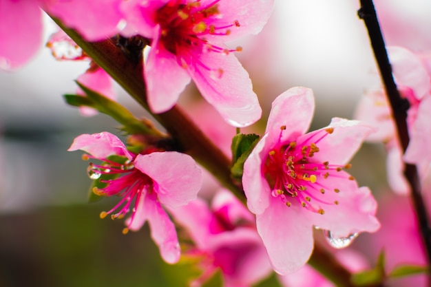 Floraison de fleur rose bouchent