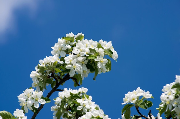 Floraison de fleurs blanches