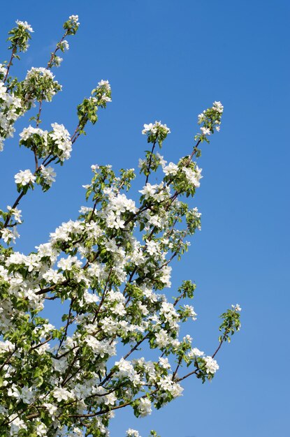 Floraison de fleurs blanches