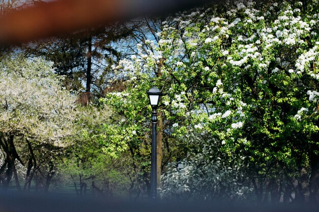 Floraison Des Fleurs De Cerisier Au Printemps Arôme Délicieux