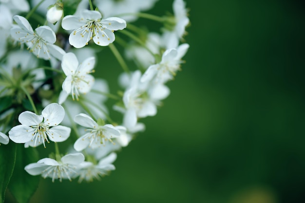 Floraison de fleurs de cerisier au printemps avec cadre floral de feuilles vertes