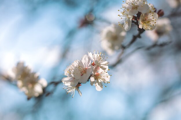 Floraison de fleurs de cerisier au printemps contre le ciel bleu