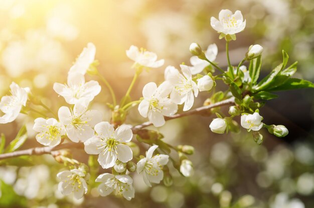 Floraison de fleurs de cerisier au printemps avec des feuilles vertes, cadre floral