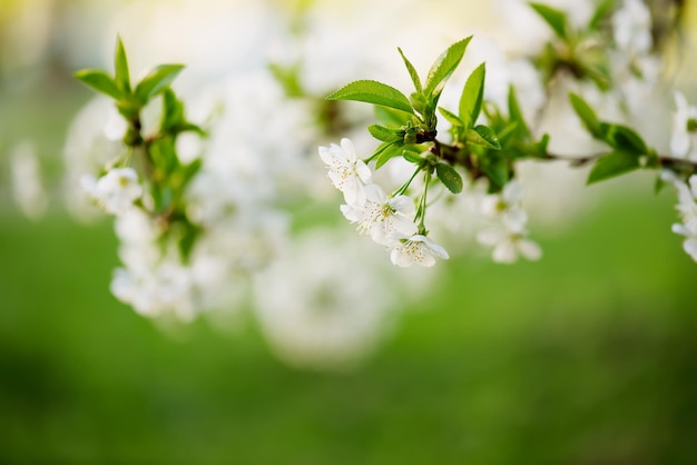 Floraison de fleurs de cerisier au printemps avec des feuilles vertes et fond floral saisonnier naturel