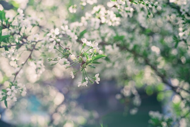 Floraison de fleurs de cerisier au printemps avec des feuilles vertes et fond floral saisonnier naturel