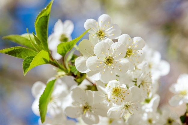 Floraison des fleurs de cerisier au printemps avec des feuilles vertes et fond, macro