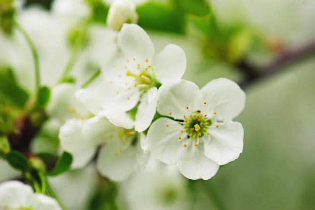 Floraison des fleurs de cerisier au printemps avec des feuilles vertes, fond saisonnier floral naturel