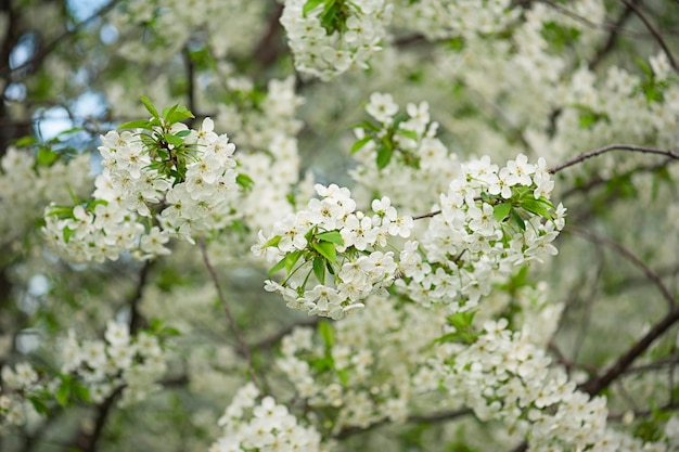 Floraison des fleurs de cerisier au printemps avec des feuilles vertes, fond saisonnier floral naturel