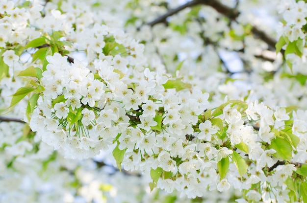 Floraison de fleurs de cerisier au printemps sur fond de saison naturel de ciel bleu