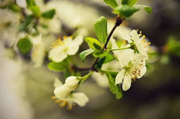 Floraison de fleurs de cerisier au printemps avec macro de feuilles vertes