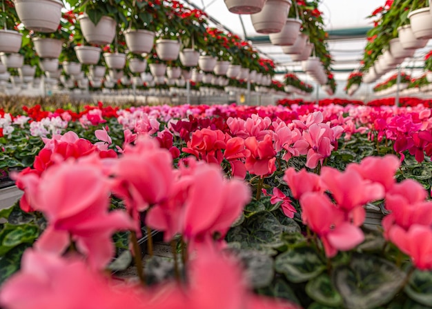 Floraison de fleurs de cyclamen rose