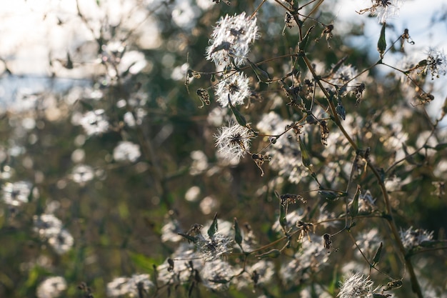 Floraison de fleurs duveteuses au coucher du soleil, les rayons du soleil brillent à travers la plante. photo de haute qualité