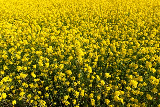 Floraison De Fleurs Jaunes De Colza De Printemps Sur Un Champ Agricole