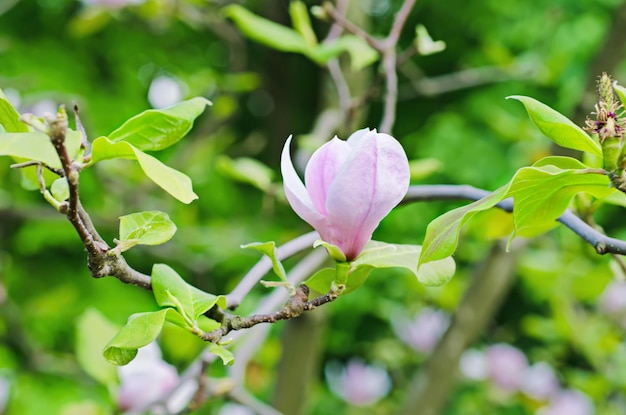 Floraison de fleurs de magnolia au printemps fond floral