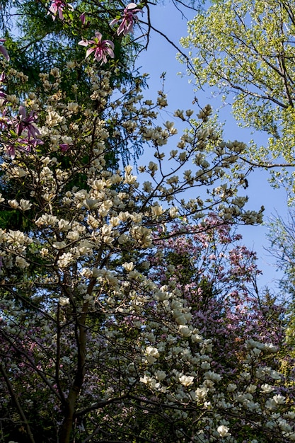 Floraison de fleurs de magnolia au printemps