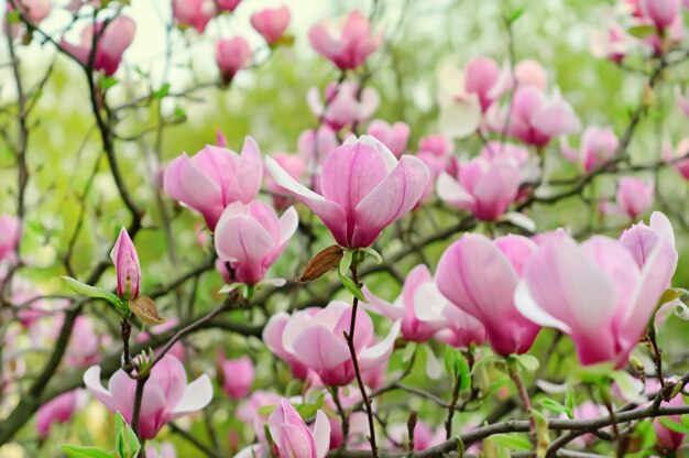 Floraison de fleurs de magnolia au printemps