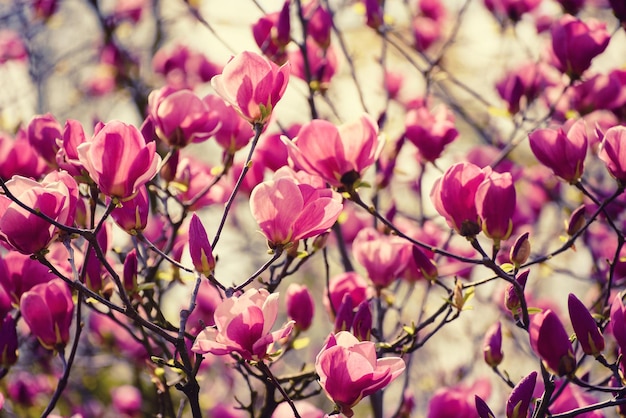 Floraison des fleurs de magnolia rose au printemps, fond floral