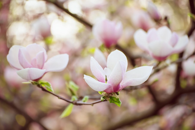 Floraison des fleurs de magnolia rose au printemps, fond floral