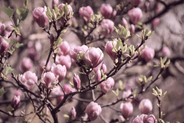 Floraison de fleurs de magnolia rose au printemps fond saisonnier naturel floral