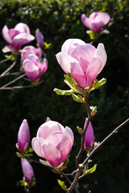 Photo floraison de fleurs de magnolia