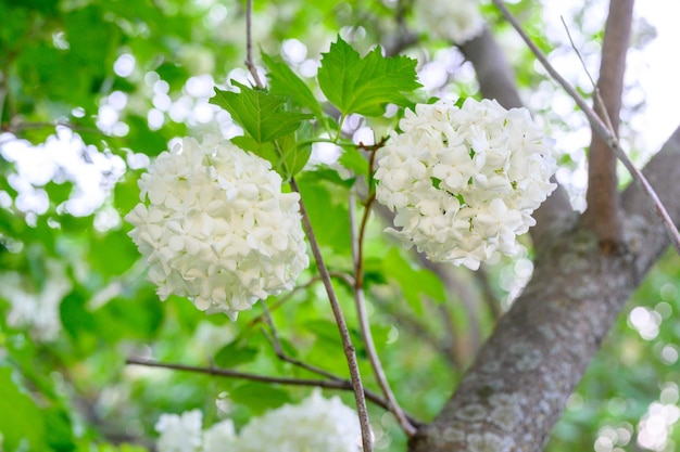 Floraison des fleurs printanières. Belles grosses boules blanches en fleurs de Viburnum opulus Roseum (Boule de Neige). White Guelder Rose ou Viburnum opulus Sterilis, Snowball Bush, European Snowball est un arbuste.