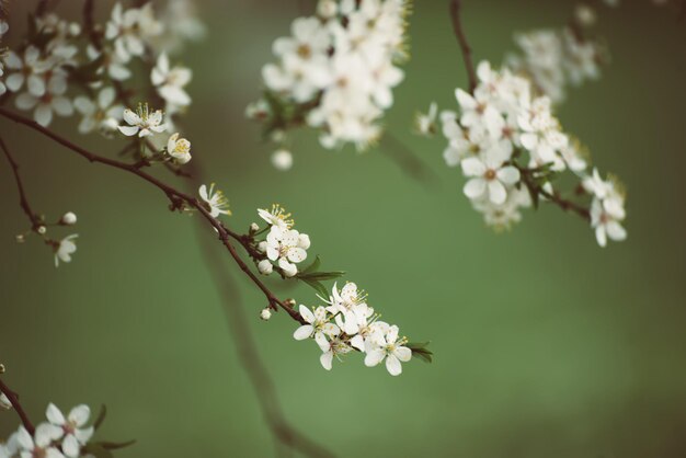 Floraison de fleurs de prunier au printemps avec des feuilles vertes fond floral vintage