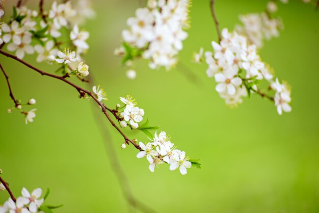 Floraison de fleurs de prunier au printemps avec des feuilles vertes fond floral vintage