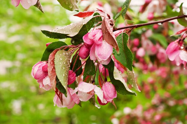 Floraison des fleurs de sakura