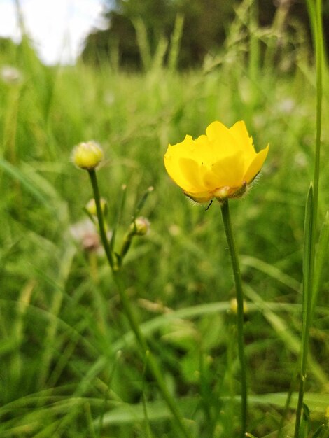 Floraison de fleurs sauvages jaunes