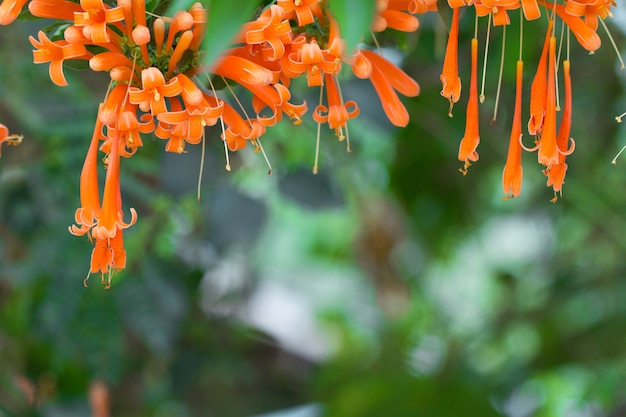 Floraison fleurs de trompette orange ou vigne de Fire-cracker avec fond vert naturel