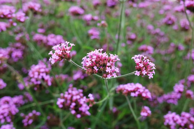 Floraison des fleurs de verveine violette avec la lumière naturelle du soleil dans le pré