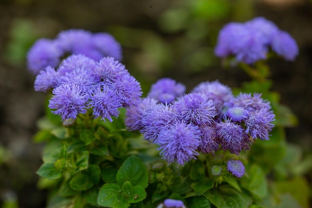 Floraison de fleurs violettes moelleuses d'ageratum lors d'une macro-photographie d'une journée d'été ensoleillée