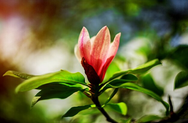 Floraison de la floraison des magnolias, printemps, journée ensoleillée.