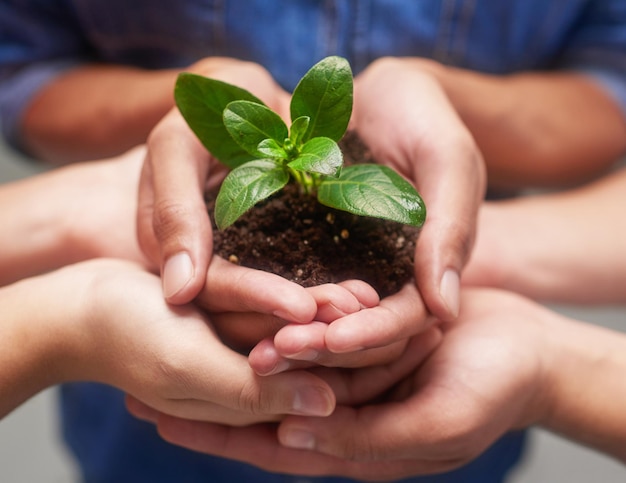 Floraison et floraison Plan d'un groupe de mains tenant un tas de terre avec une plante dedans